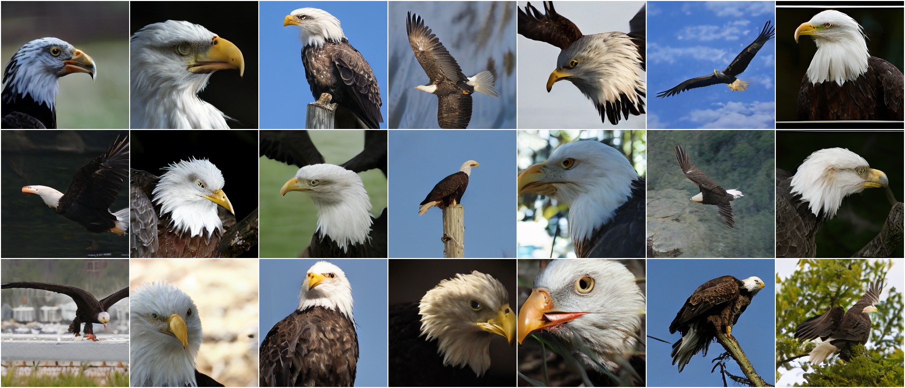 Bald Eagle