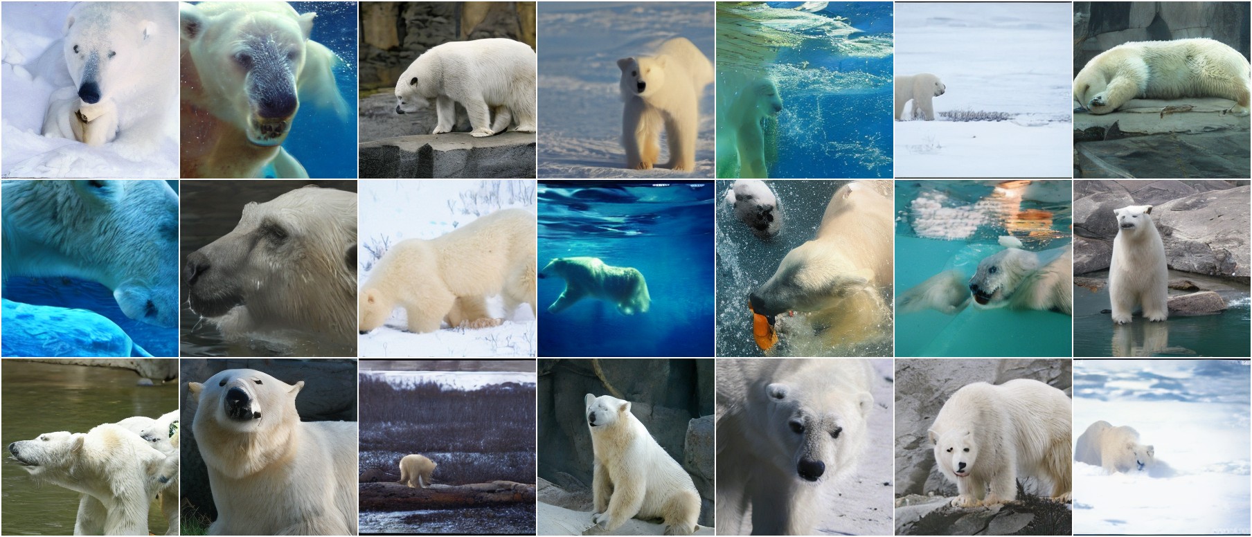 Polar Bear